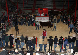 calgary bull-sale